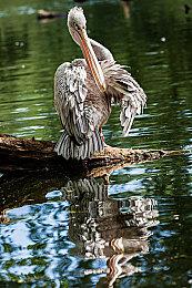 《塞尔达传说：智慧的再现》最初曾是《众神的三角力量》续作